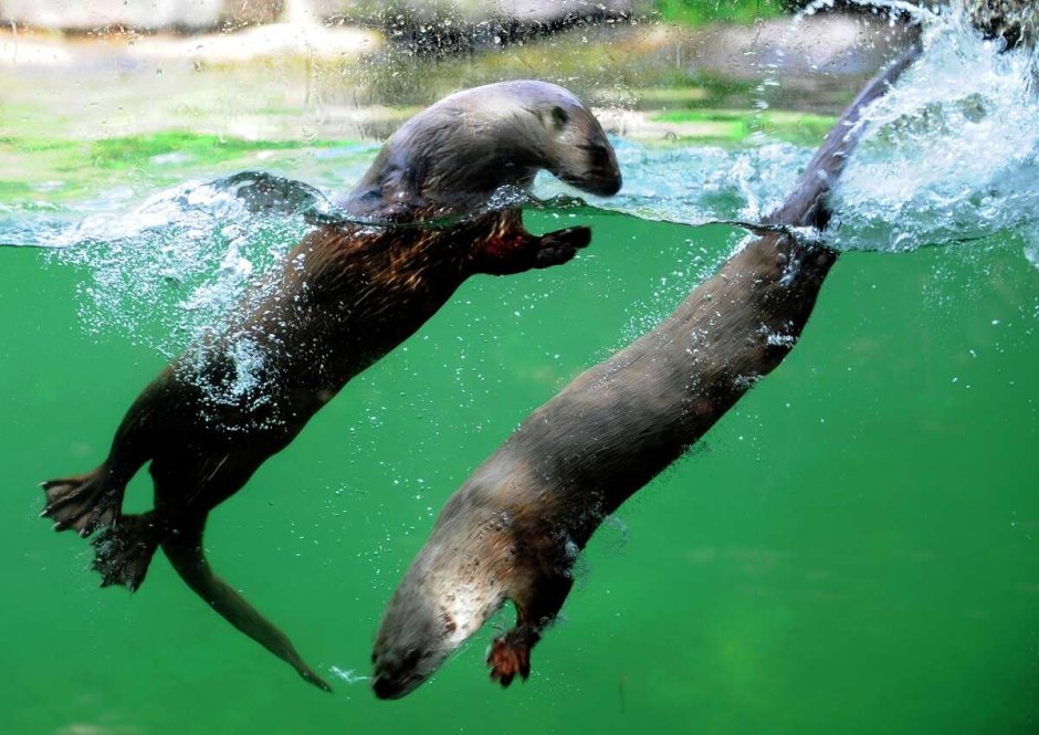 Marine mammals