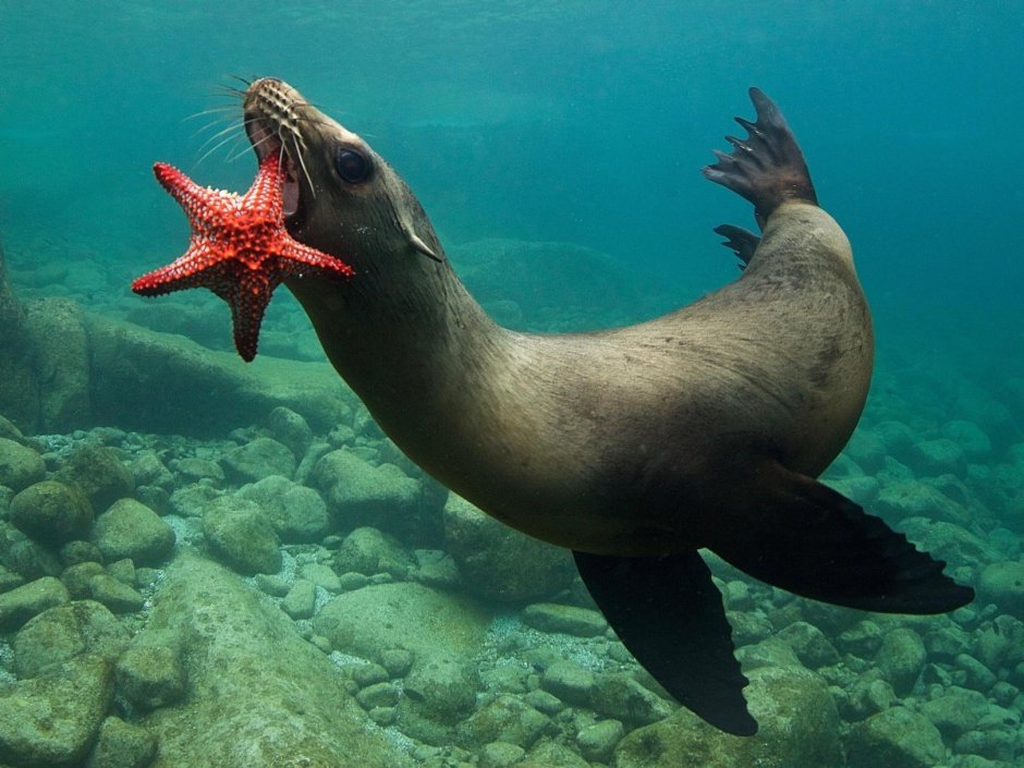 Калан морская выдра под водой