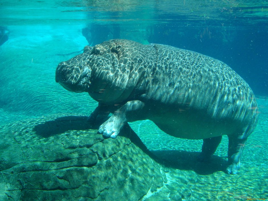 Сивуч Северный морской Лев