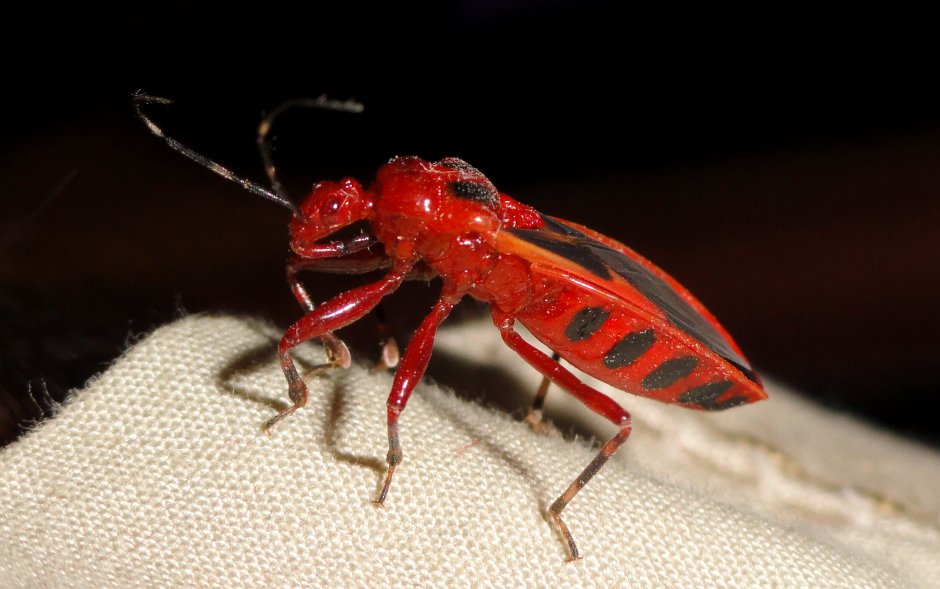 Cyrtotrachelus longimanus