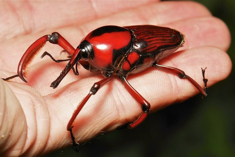 Formicoxenus nitidulus