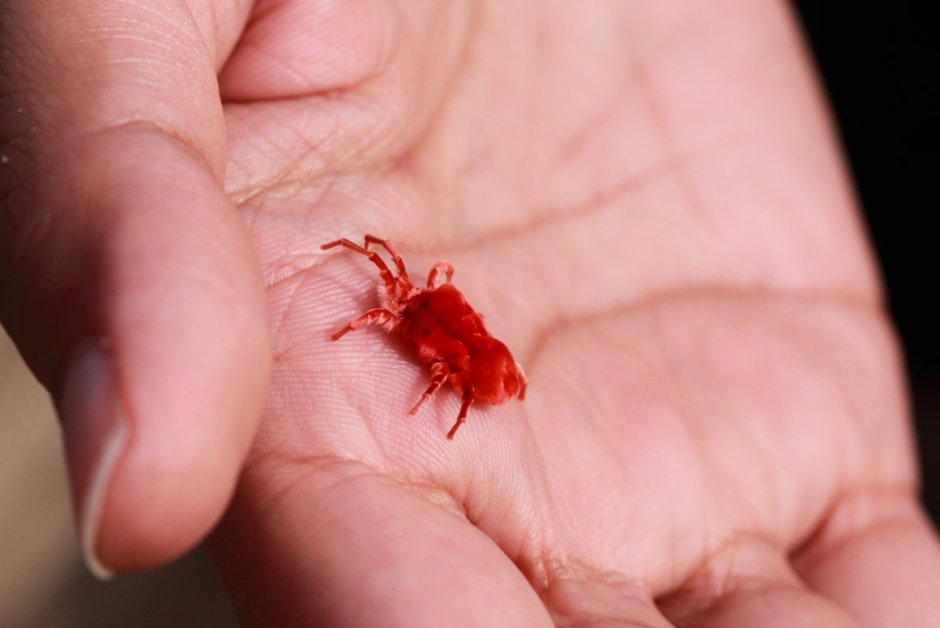 Клещи – краснотелки (Trombidium)