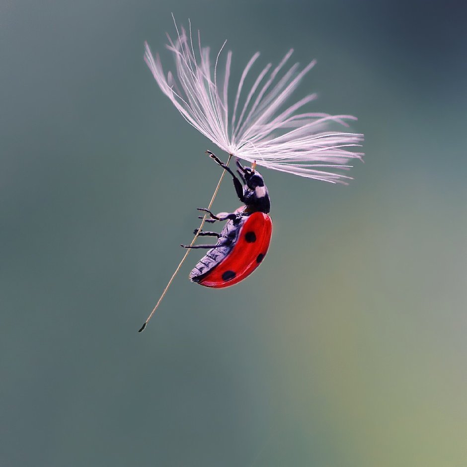 Мотылёк Dryocampa rubicunda.