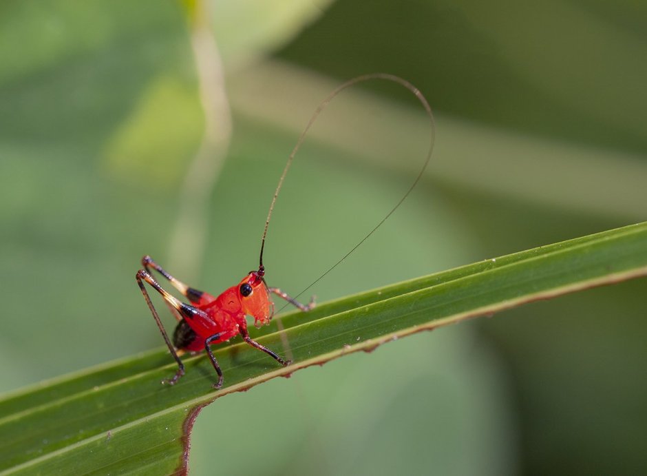 Conocephalus dorsalis