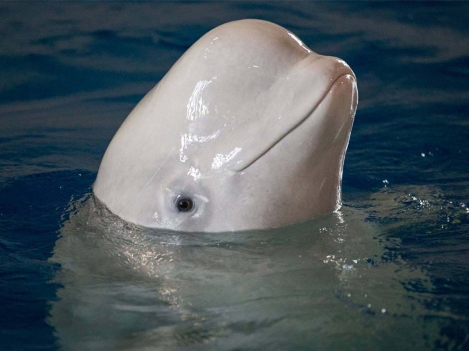 Белуха Охотского моря