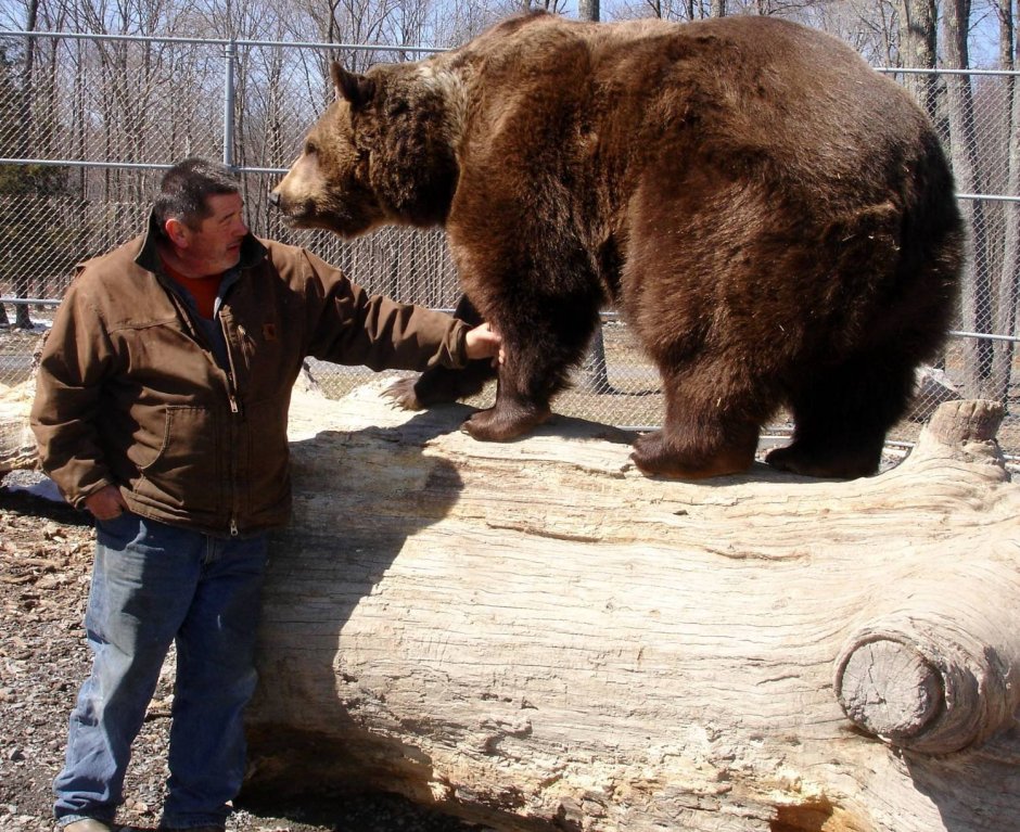 Самый большой медведь Гризли в мире