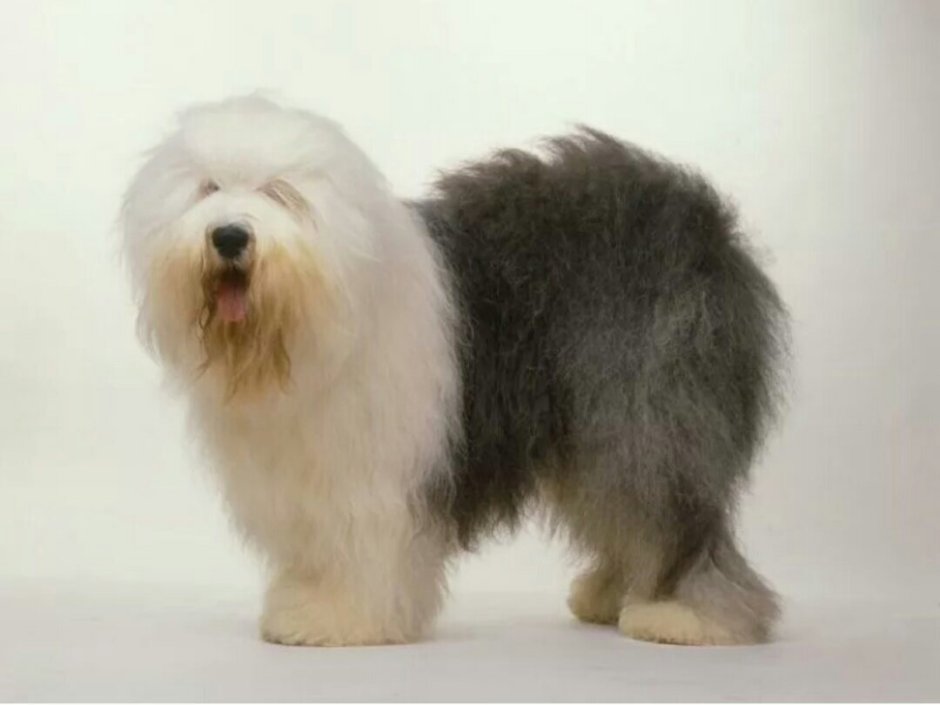 Пиренейская овчарка к-ш Pyrenean Sheepdog - smooth faced
