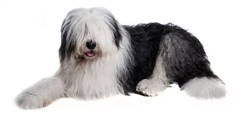 Первая группа собак Sheepdogs