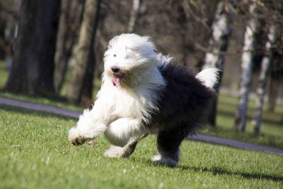 Лохматый колли