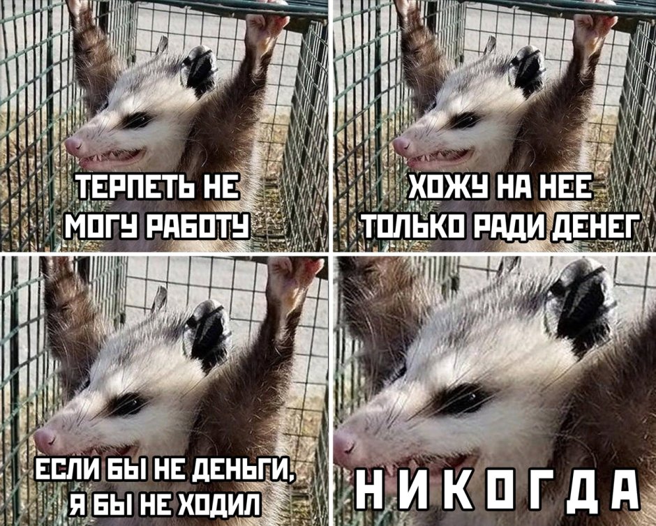 Опоссум еду на работу