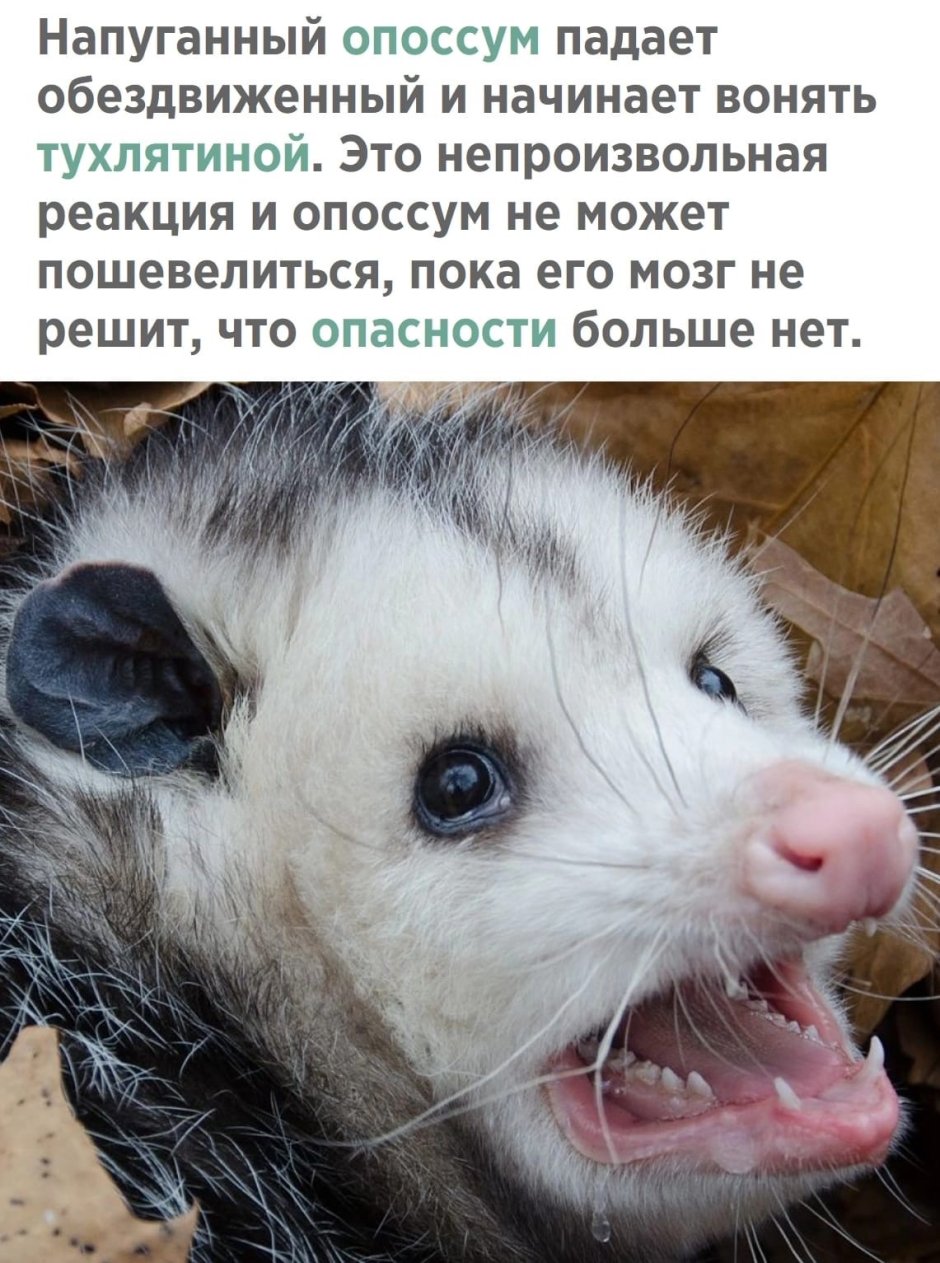 Опоссум еду на работу