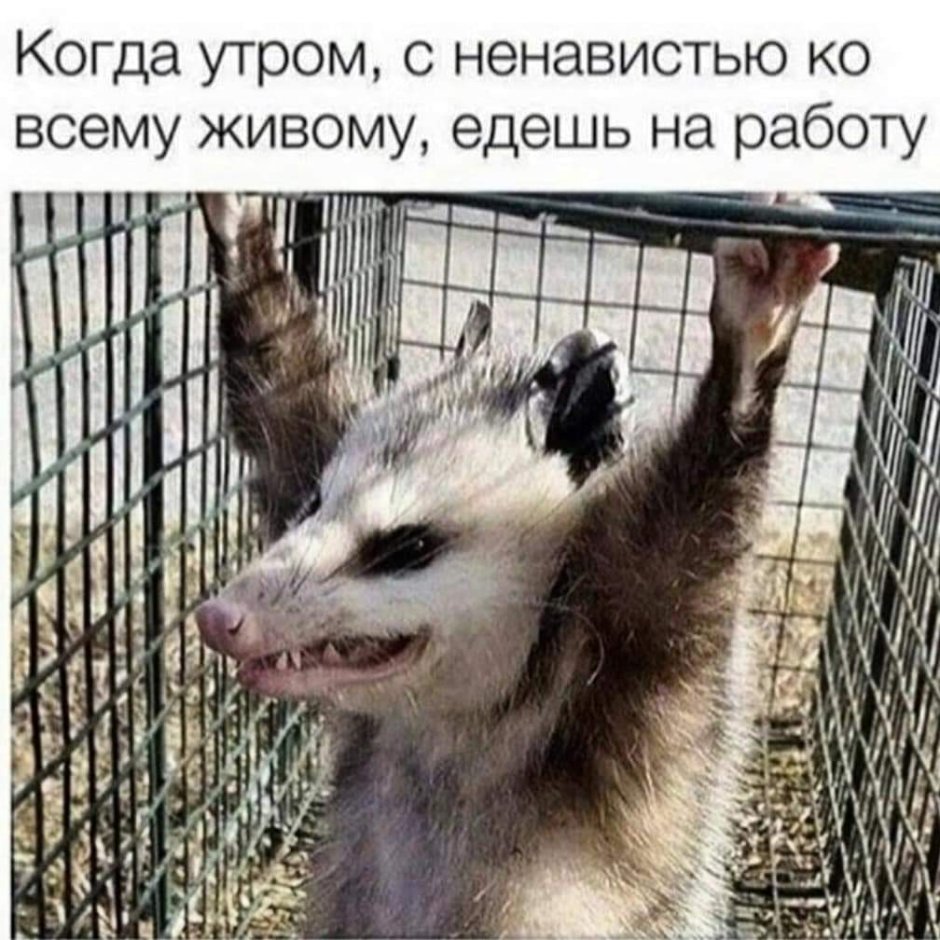 Опоссум на работу
