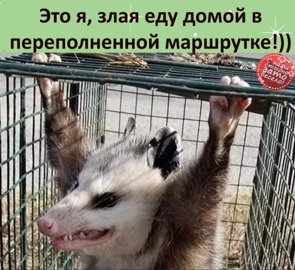 Суматранская бамбуковая крыса
