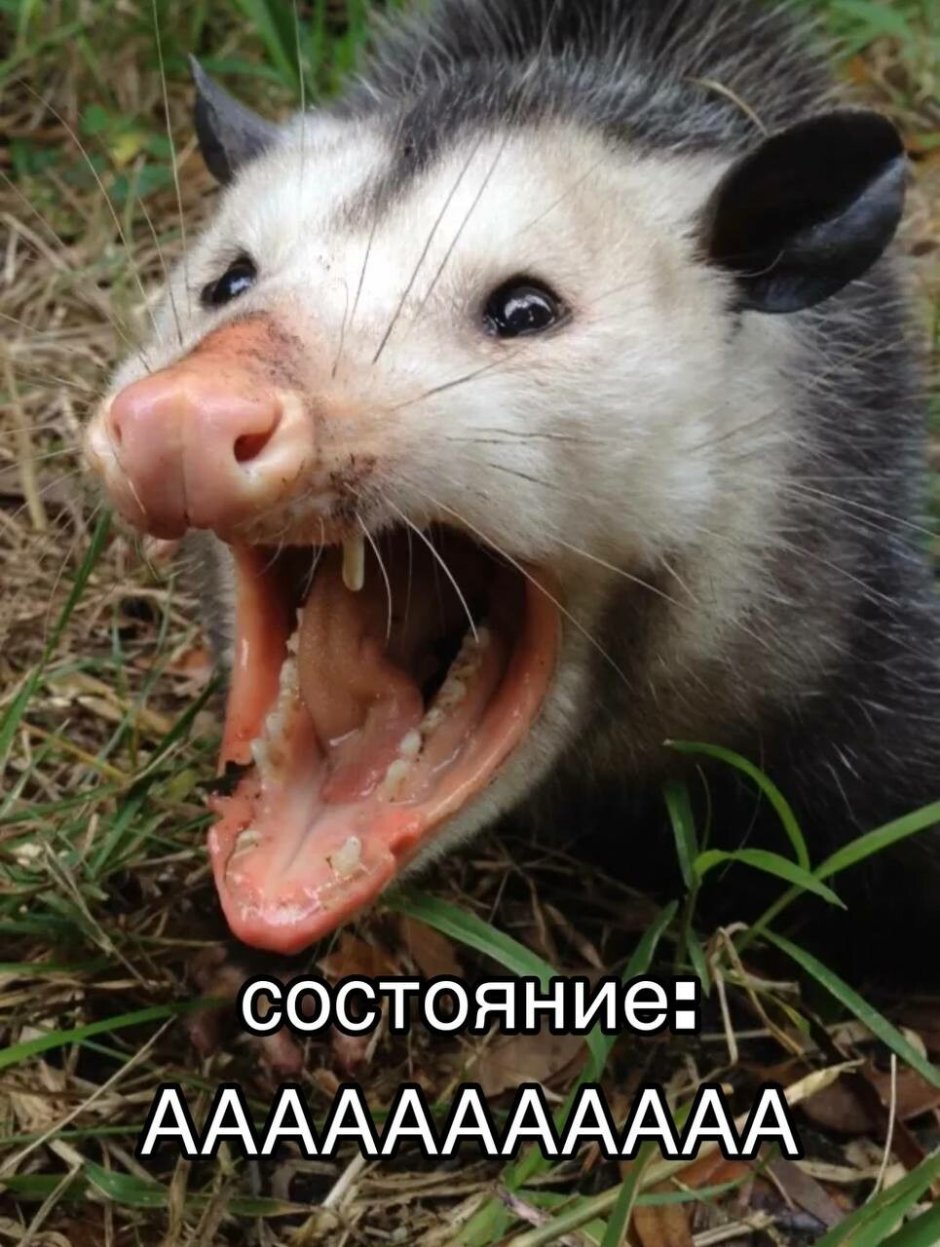 Опоссум убийца