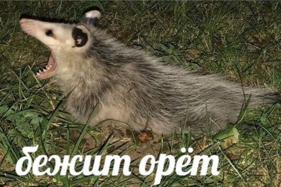 Бежит орет Мем