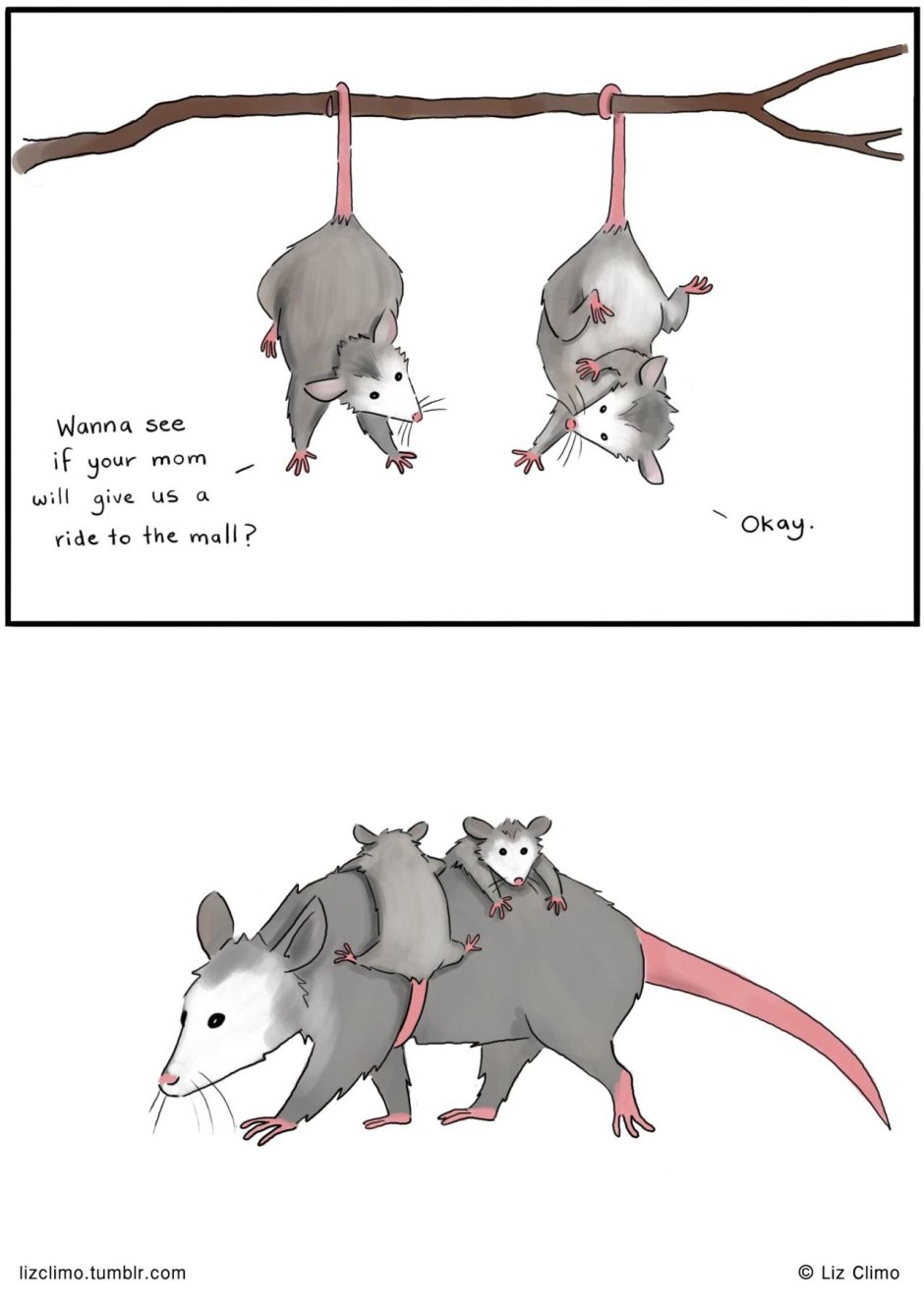 Опоссум хсссс