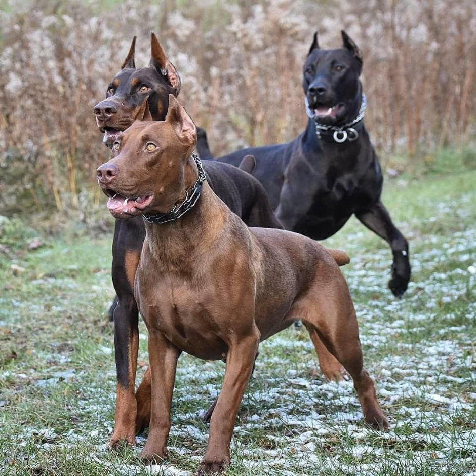 2 Кане Корсо
