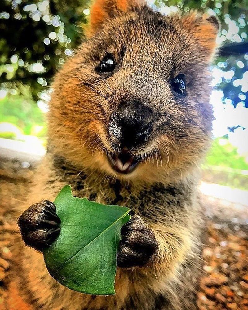 Кенгуру Квокка