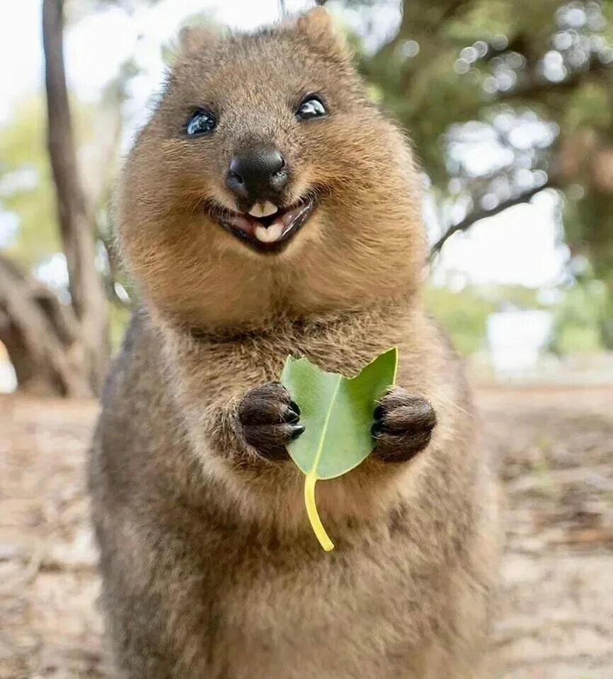 Вомбат и Квокка