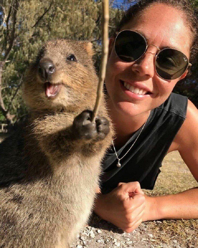 Квокка и человек