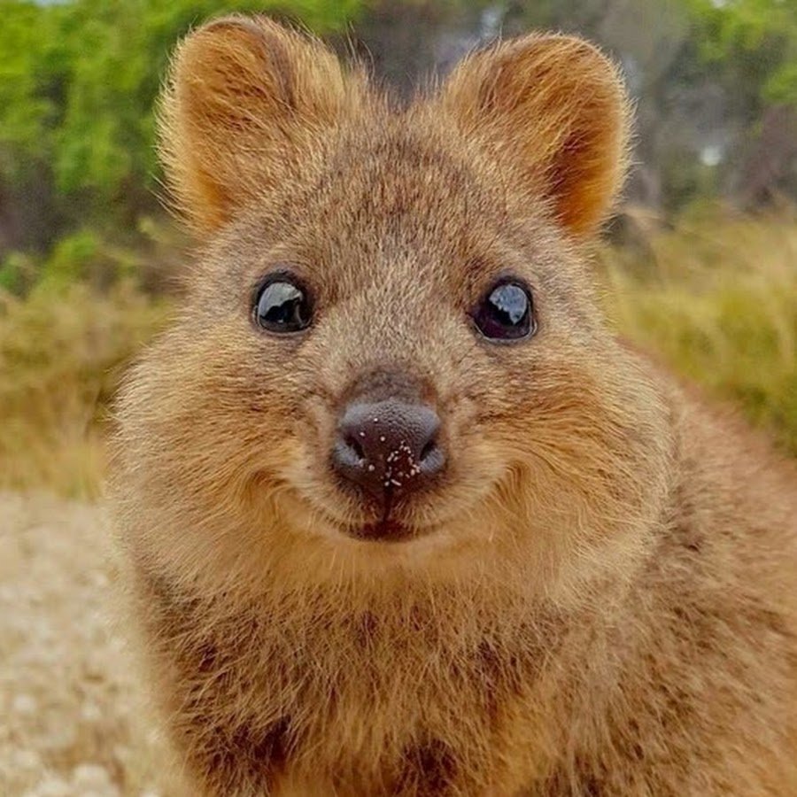 Кенгуру Квокка