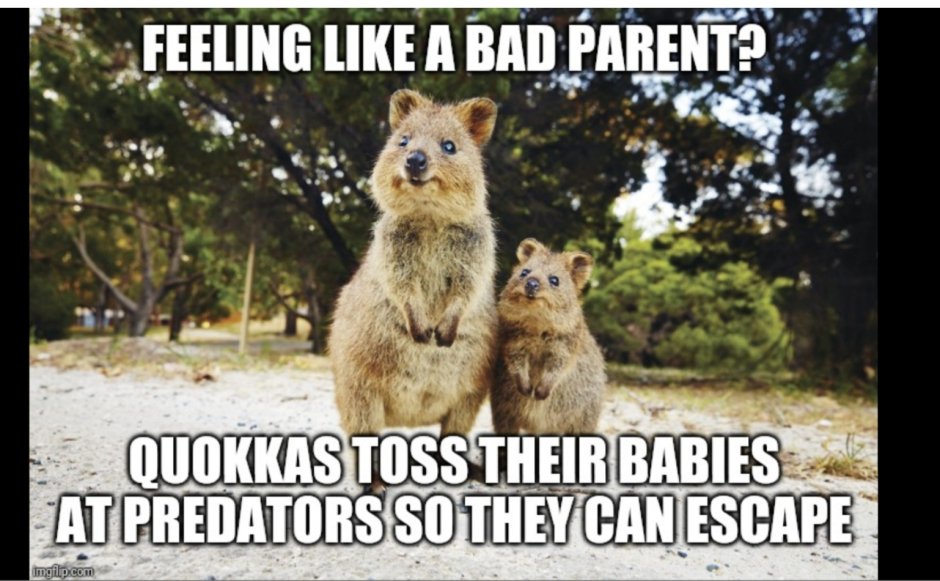 Квокка и Крис Хемсворт