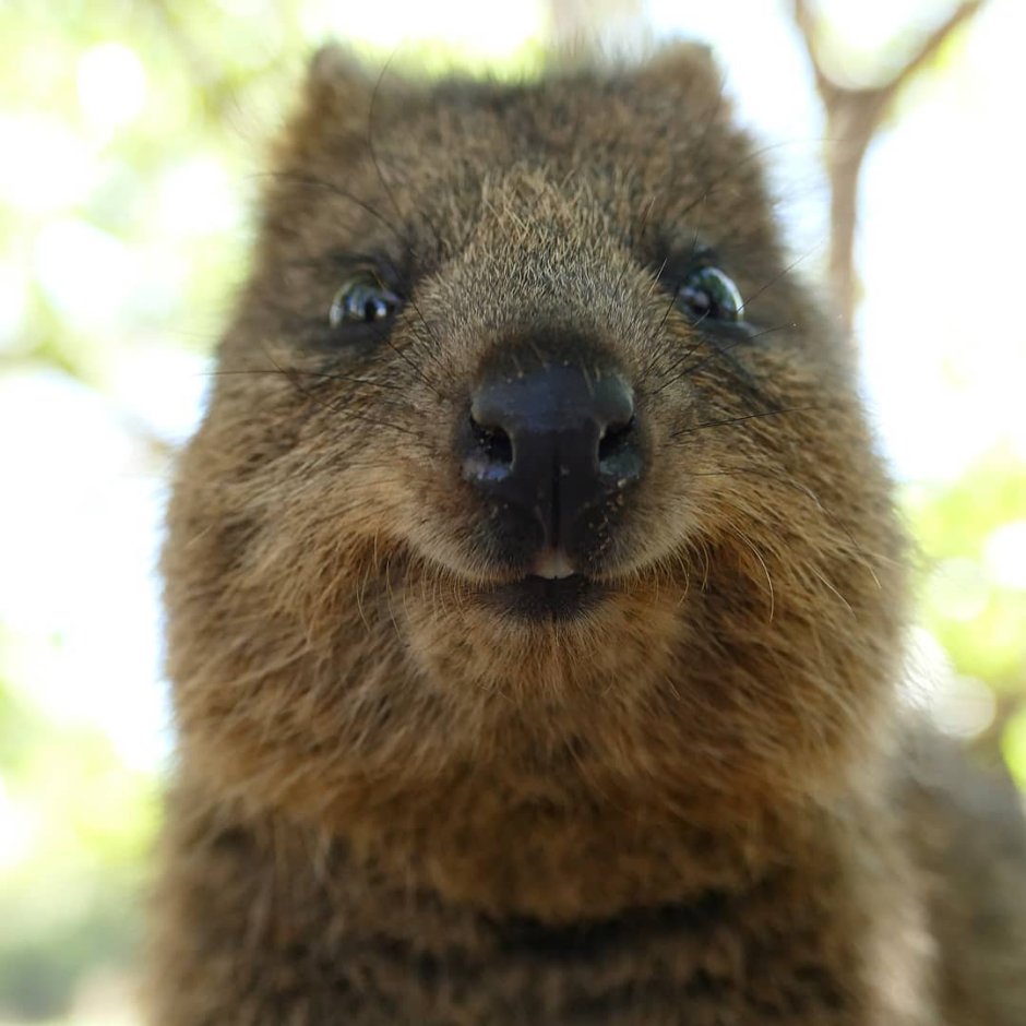 Квокка клаб