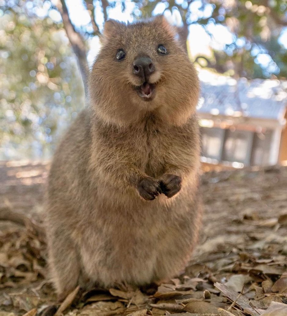 Квокка сумчатый зверь
