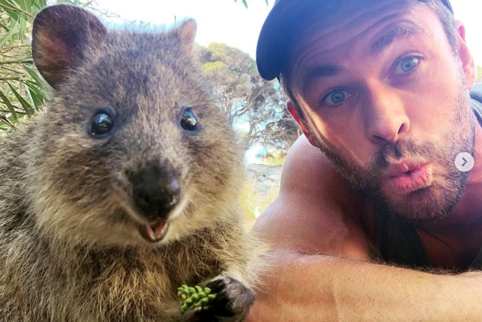 Квокка селфи