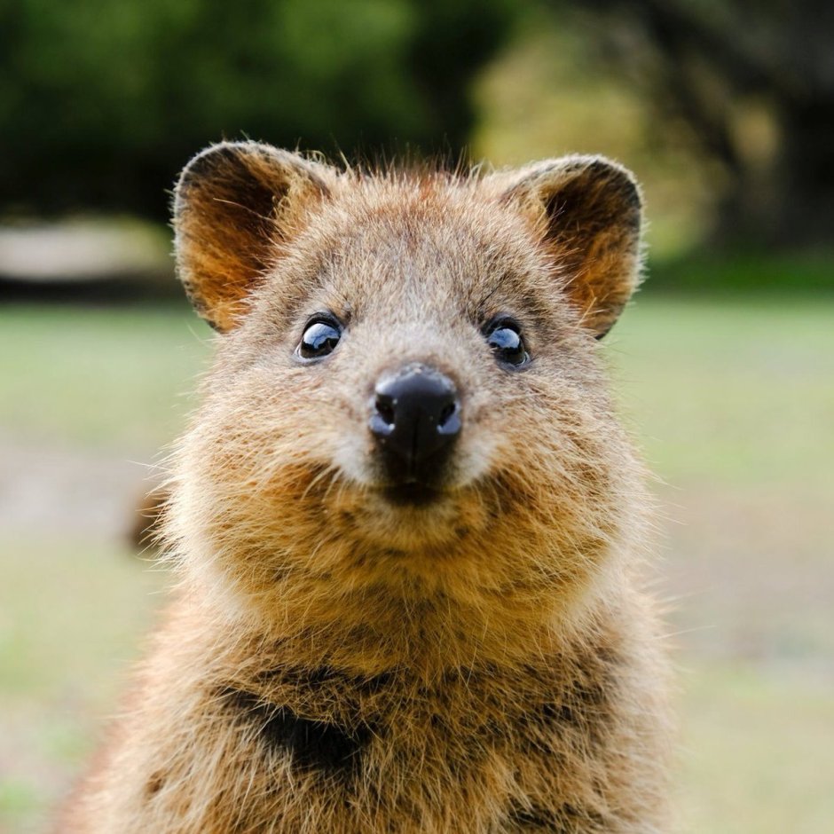 Квокка бежит