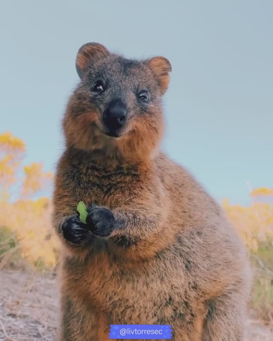 Кенгуру Квокка