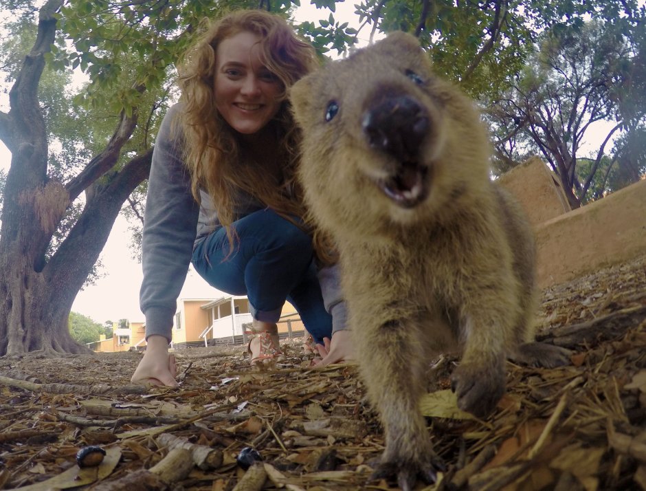 Квокка Лектор