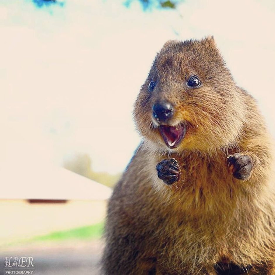 Карликовый кенгуру Квокка