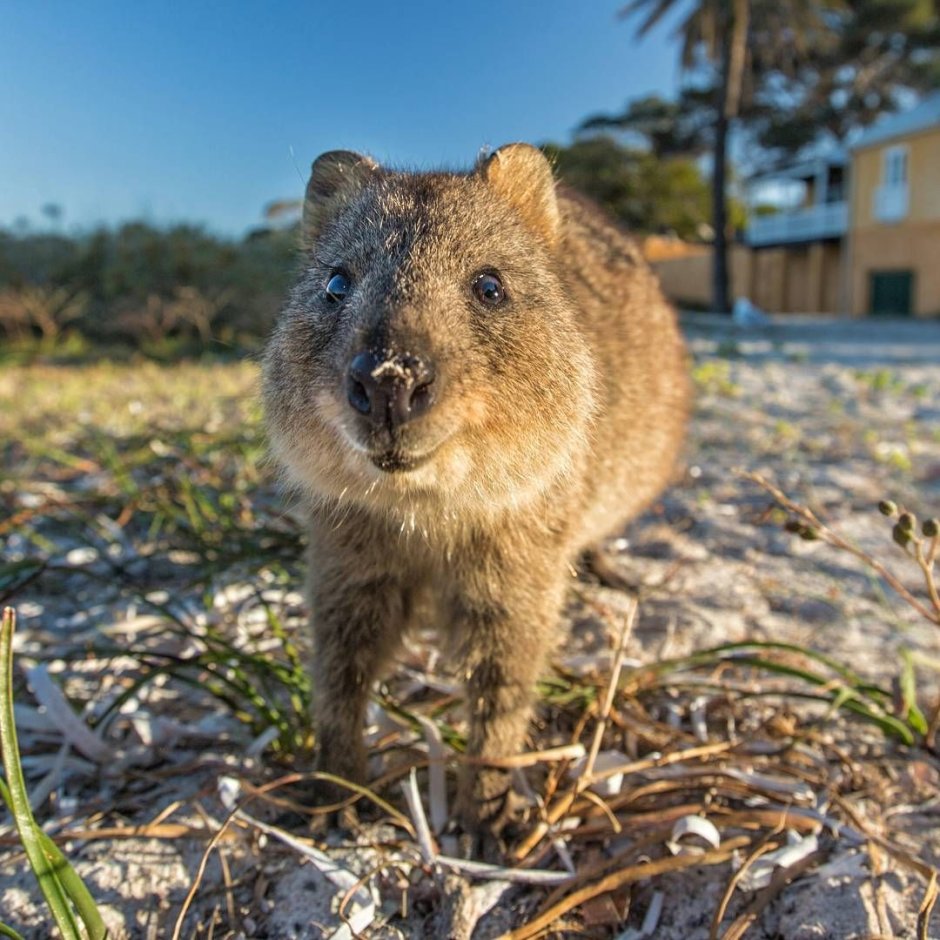 Австралийский зверек Квокка с людьми
