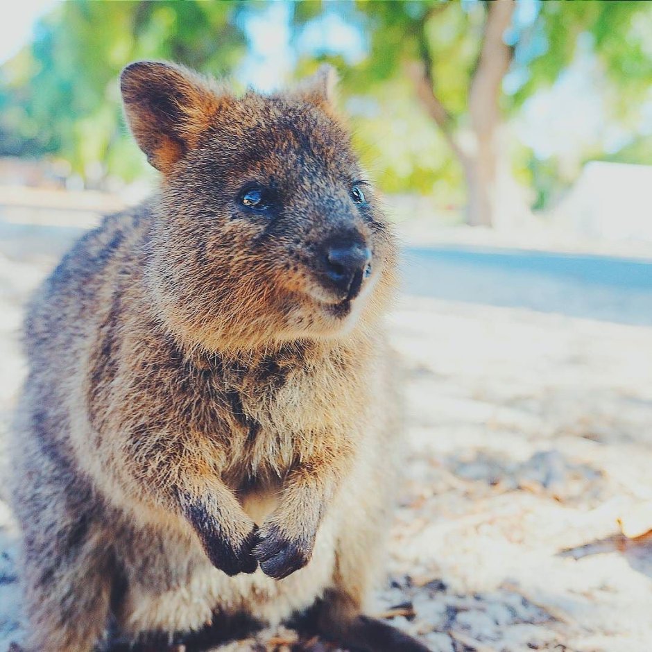 Как какает Квокка
