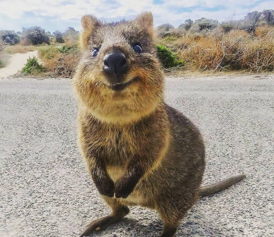 Летающая сладкоежка Квокка