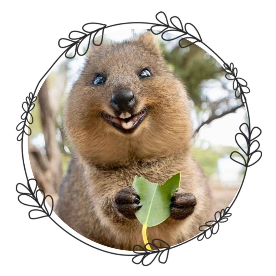 Квока хищник