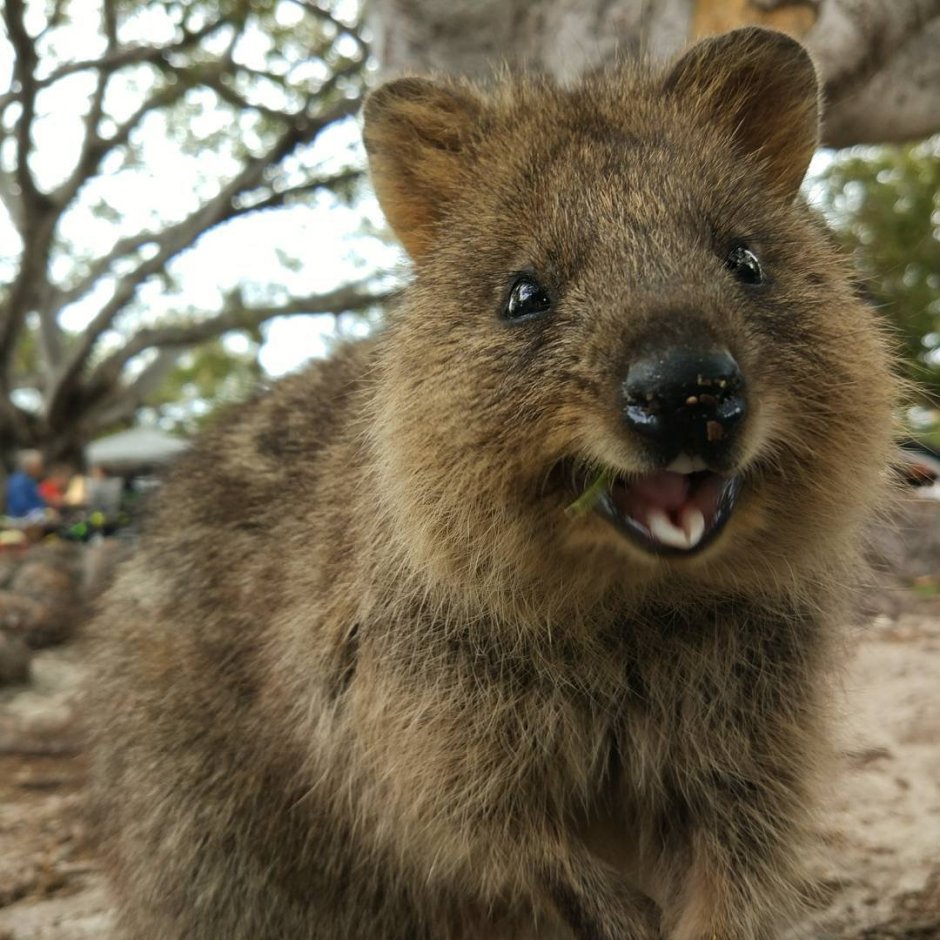Аллан Диксон Инстаграм