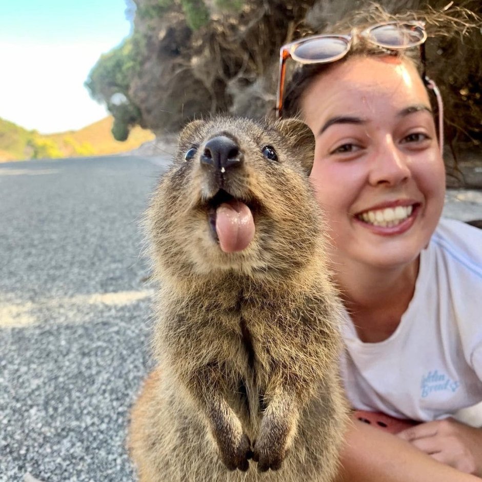 Квокка скелет