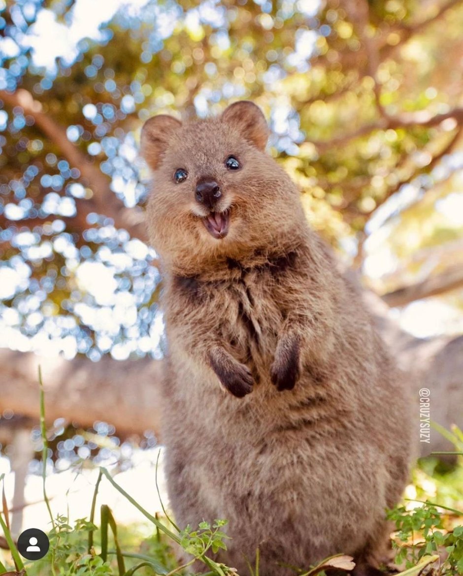 Квокка в реке