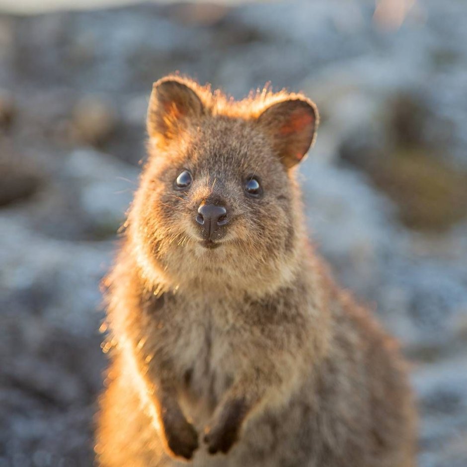 Австралийский Квокка селфи