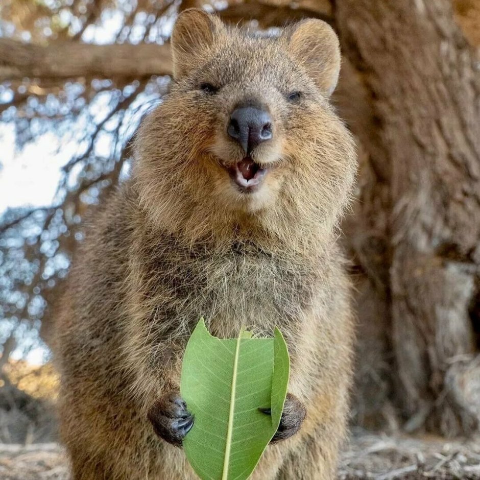 Животное Австралии Квокка