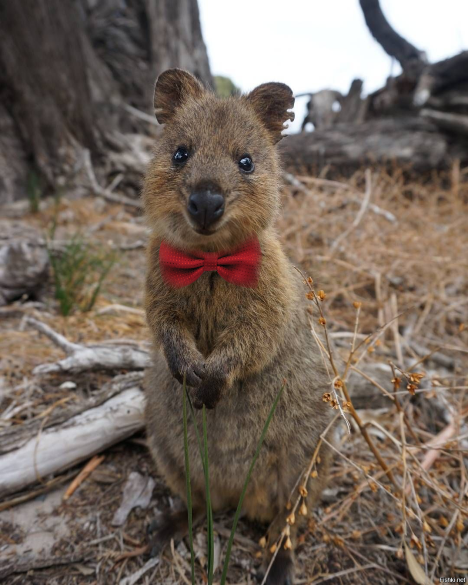 Кенгуру Квокка