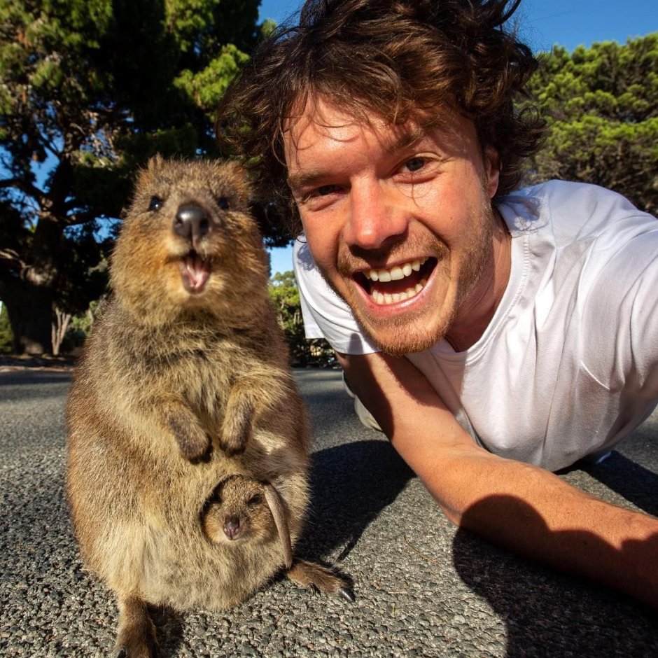 Квокка самка