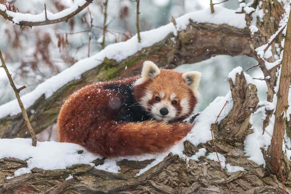 Ailurus Fulgens зимой