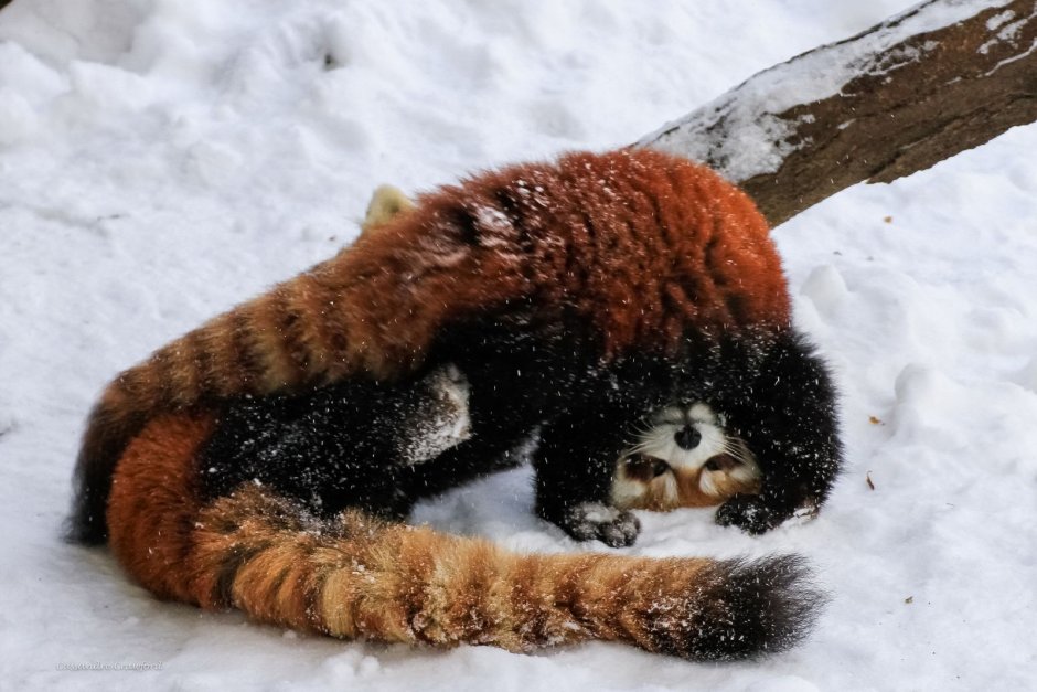 Красная Панда зимой