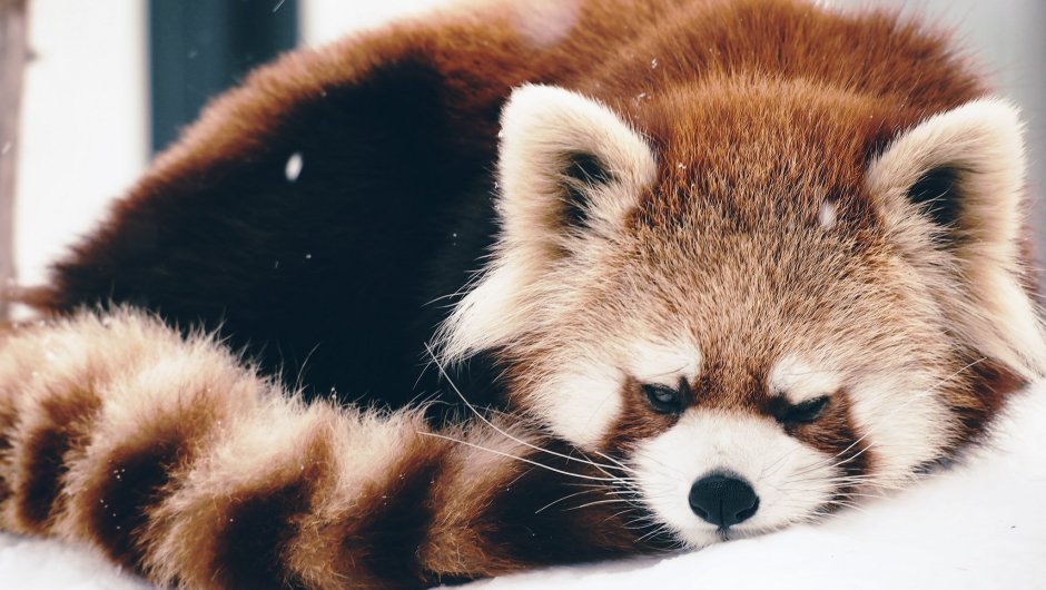 Rr34 Red Panda