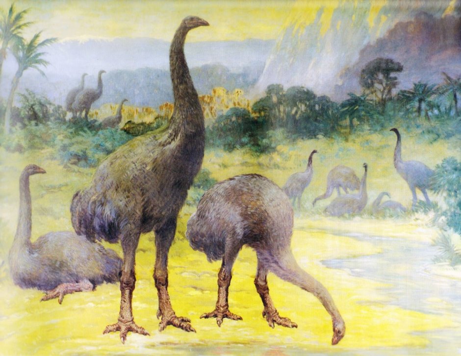 Эпиорнис Aepyornithidae