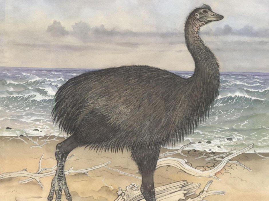 Эпиорнис Aepyornithidae