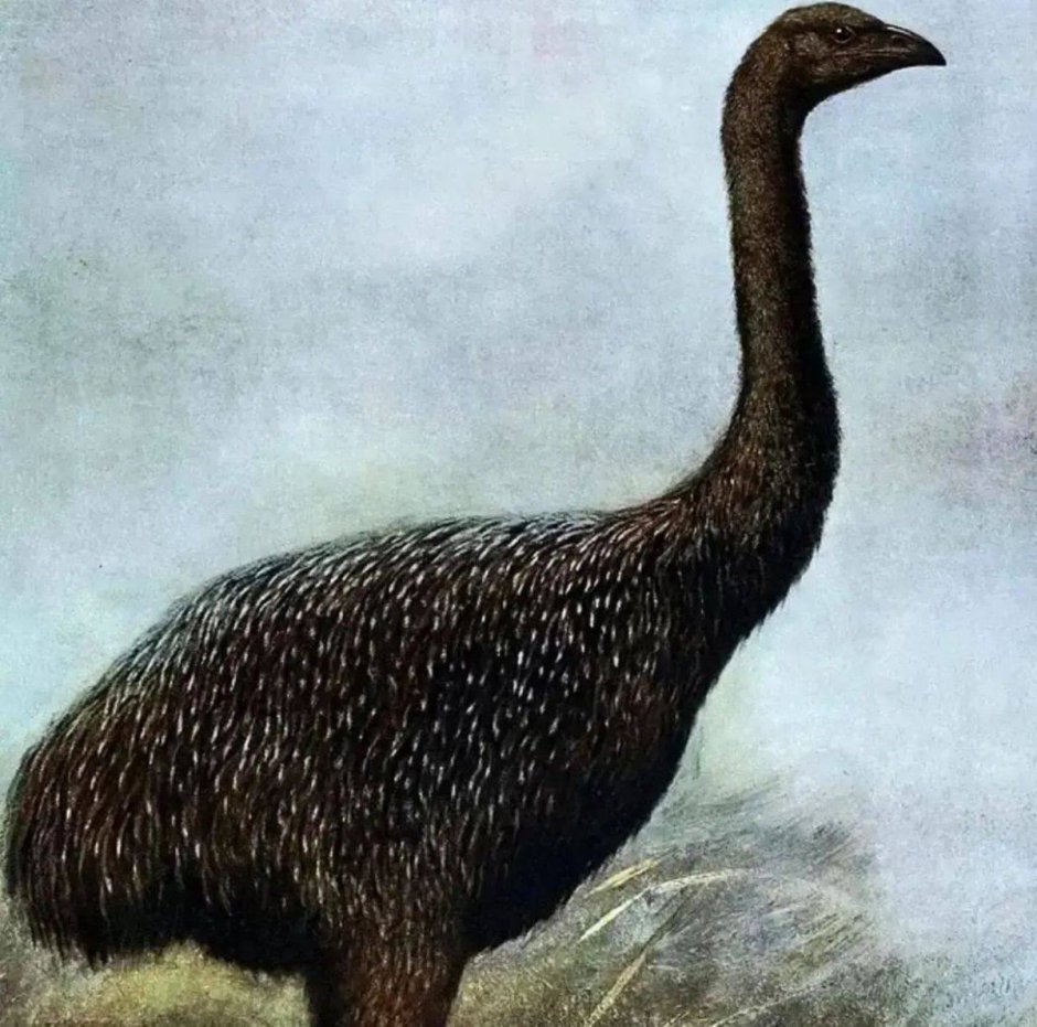 Elephant Bird перевод